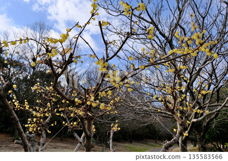 Old plum blossoms in Civic Park 135583566