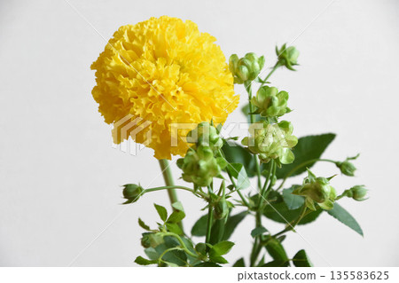 Marigold and eclair Marigold and eclair 135583625