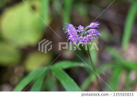Mazeno Valley wildflowers Mazeno Valley wildflowers 135583831