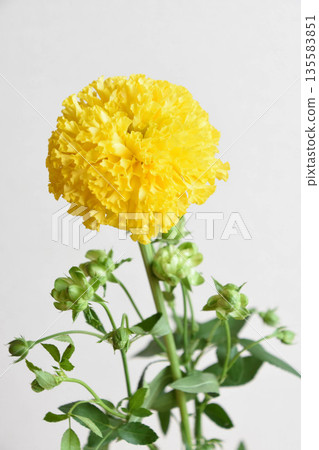 Marigold and eclair Marigold and eclair 135583851