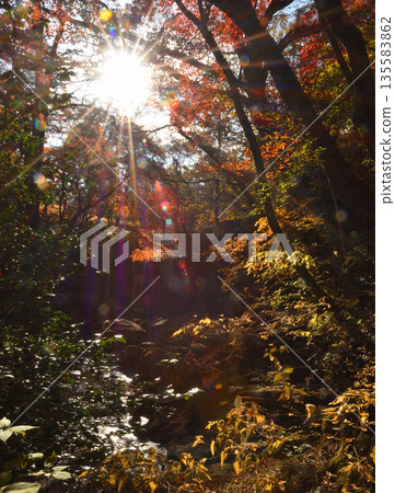 Autumn leaves of Mazeno Valley Autumn leaves of Mazeno Valley 135583862