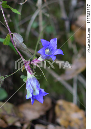 Mazeno Valley wildflowers 135583867