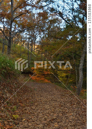 Autumn leaves of Mazeno Valley Autumn leaves of Mazeno Valley 135583868