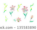 Watercolor Pink Floral Elements Set Isolated 135583890