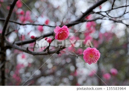 市立公園梅花盛開 135583964