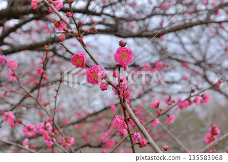 Plum blossoms in Municipal Park Plum blossoms in Municipal Park 135583968