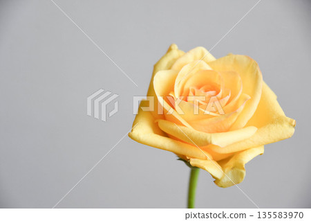 Yellow roses 135583970