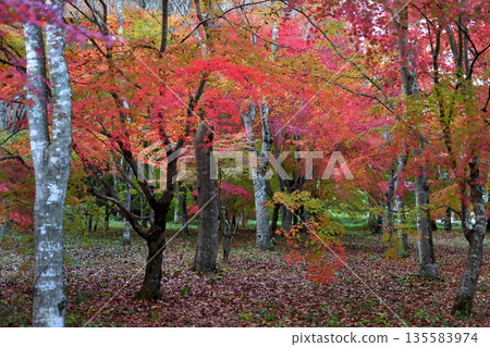 Autumn leaves in Miyahara Momiji Park Autumn leaves in Miyahara Momiji Park 135583974