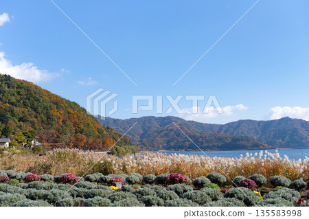 山梨縣富士河口湖町秋天的大石公園 山梨縣富士河口湖町秋天的大石公園 135583998