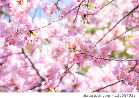 Background of Kawazuzakura cherry blossoms in full bloom 135584032