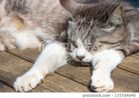 A cat sunbathing on a park bench A cat sunbathing on a park bench 135584040