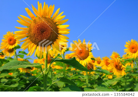 Sunflowers in full bloom and blue sky (summer image) 135584042