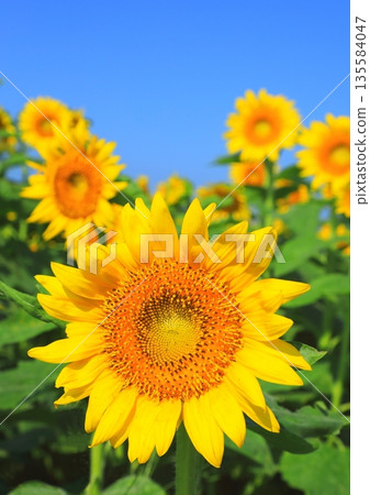 Sunflowers in full bloom and blue sky (summer image, vertical composition) Sunflowers in full bloom and blue sky (summer image, vertical composition) 135584047