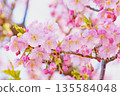 河津櫻盛開的背景。 135584048