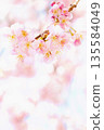 河津櫻樹枝的特寫－明信片背景 135584049