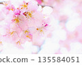 淡色的河津櫻背景 135584051
