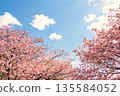 藍天白雲，河津櫻花盛開。 135584052