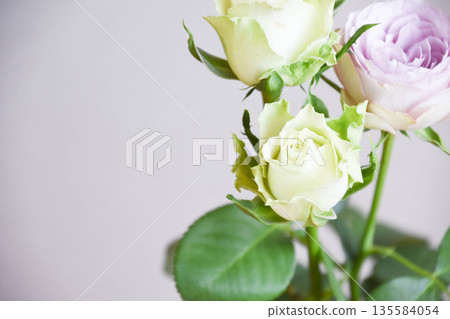 Green and purple roses Green and purple roses 135584054
