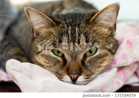 Serene senior feline resting calmly on cozy floral blanket within tranquil household setting 135584079