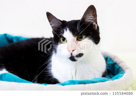 Calm feline repose, Relaxed black and white feline resting on cozy interior furnishings Calm feline repose, Relaxed black and white feline resting on cozy interior furnishings 135584080