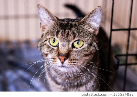 Vivideyed cat in enclosure waiting ready, Focuses gaze with hopeful mood in shelter cage Vivideyed cat in enclosure waiting ready, Focuses gaze with hopeful mood in shelter cage 135584082