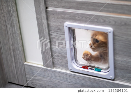 Playful feline investigates door, Adventurous small cat probes through plastic and wood 135584101