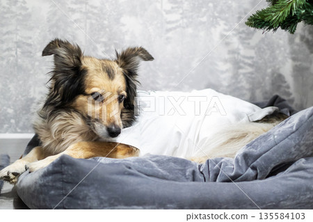 Serene collie peacefully resting on cozy bed with warm lighting and homely atmosphere 135584103