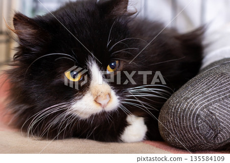 Relaxed black and white cat resting near cushion with contemplative look indoors Relaxed black and white cat resting near cushion with contemplative look indoors 135584109