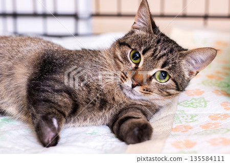 Calm tabby with soft paws, Serene striped cat enjoying restful time on cuddly surface Calm tabby with soft paws, Serene striped cat enjoying restful time on cuddly surface 135584111