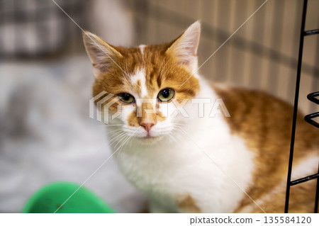 Fearful kitty behind enclosure, Timid pet watches from inside its secure enclosure with caution Fearful kitty behind enclosure, Timid pet watches from inside its secure enclosure with caution 135584120
