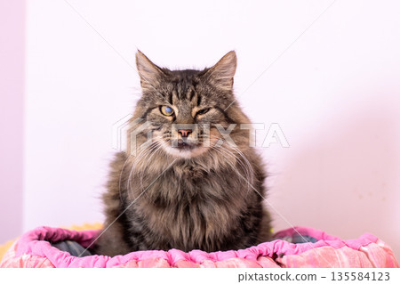 Calm tabby in cozy setting, Relaxed brown tabby sitting comfortably on soft indoor bedding Calm tabby in cozy setting, Relaxed brown tabby sitting comfortably on soft indoor bedding 135584123