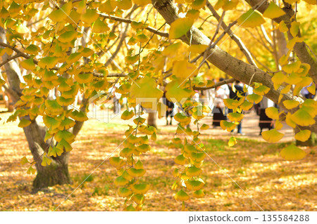 Taiyuan ginkgo Taiyuan ginkgo 135584288