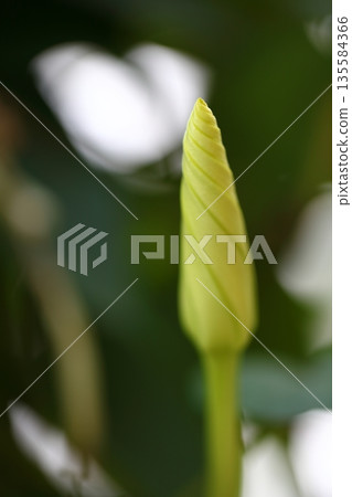 Flower bud of Jorgao 135584366