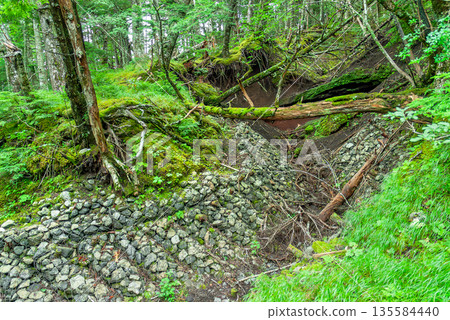 A natural landscape created by moss-covered fallen trees and stonework to prevent landslides in the virgin forest of the Yoshida Trail of Mt. Fuji A natural landscape created by moss-covered fallen trees and stonework to prevent landslides in the virgin forest of the Yoshida Trail of Mt. Fuji 135584440