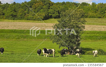Summer in the Bourgogne, France. 135584567