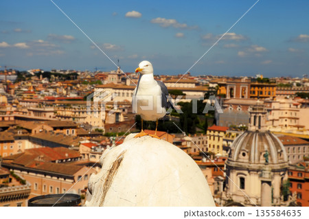 Seagull on the outlook above historical center of Rome. Seagull stands over the roofs of Roma. Seagull watching Rome in summer. Bird on rooftops in the historic city center. 135584635