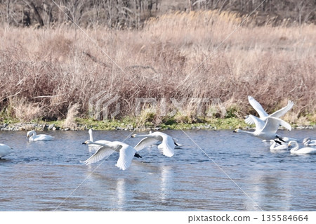 Whooper swans taking off from the Sai River 135584664