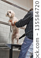 Wet white dog being dried by groomer against tiled wall 135584720