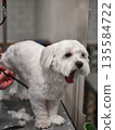 White small dog yawning during grooming on table in pet salon 135584722