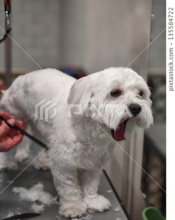 White small dog yawning during grooming on table in pet salon 135584722