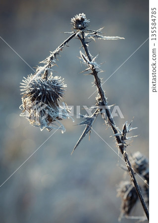 Frozen Onopordum acanthium .Frost on branches. Beautiful winter seasonal natural background. Frozen Onopordum acanthium .Frost on branches. Beautiful winter seasonal natural background. 135584785