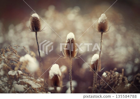 Frozen Onopordum acanthium .Frost on branches. Beautiful winter seasonal natural background. 135584788