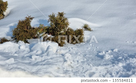 Snow Covered Trees In The Winter 135584811
