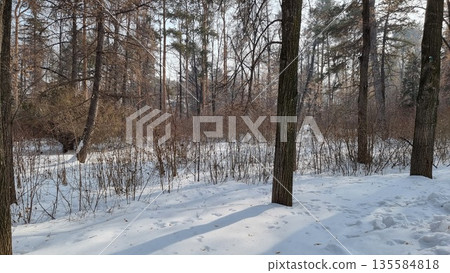 Beautiful Winter Forest With Snow Beautiful Winter Forest With Snow 135584818