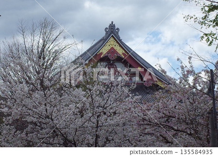 池上本門寺的櫻花 池上本門寺的櫻花 135584935
