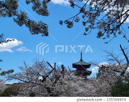 池上本門寺的櫻花 池上本門寺的櫻花 135584974