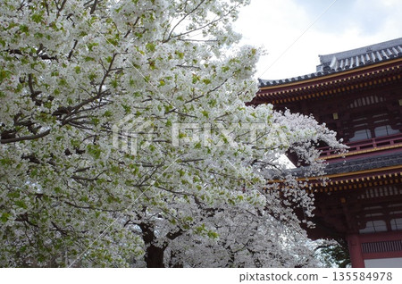 Cherry blossoms at Ikegami Honmonji Cherry blossoms at Ikegami Honmonji 135584978