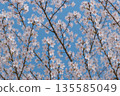 Blue sky and cherry blossoms 135585049