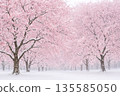 snow scene and cherry blossoms 135585050