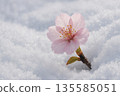 Snow and a single cherry blossom 135585051